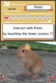 Animal Paradise